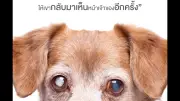 โรงพยาบาลสัตว์ทองหล่อขยายสาขา พร้อมเปิดแคมเปญผ่าตัดต้อกระจกช่วยสัตว์เลี้ยง