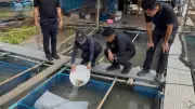 ทดลองเลี้ยงปลาบู่ในกระชังที่อ่างทอง ประสบความสำเร็จ ช่วยเกษตรกรสร้างรายได้สูง