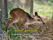 ชมทุ่งดอกไม้บานสะพรั่งรับลมหนาวที่ดอยอินทนนท์ ช่วงธันวาคมนี้