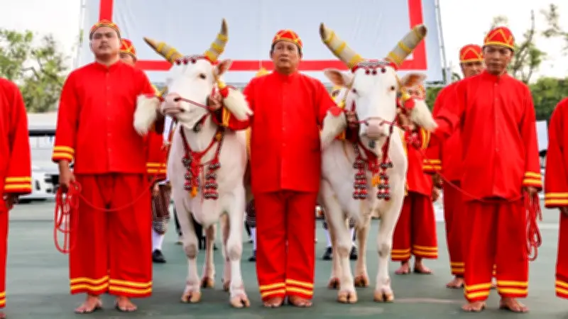 เปิดที่มา 'พระโคพอ-พระโคเพียง' พระโคแรกนาขวัญวันพืชมงคล 2569