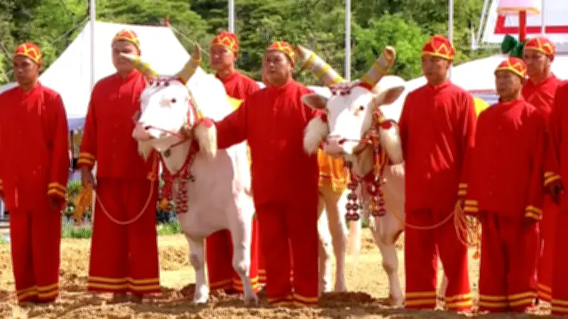 วันพืชมงคล 2569 พระยาแรกนาเสี่ยงทายผ้า 6 คืบ พระโคกินถั่ว-น้ำ หญ้า-เหล้า