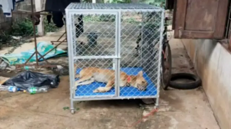 สุนัขร้องโหยหวน 4 คืนติด ชาวบ้านเอะใจ พบเจ้าของนอนตายในบ้าน