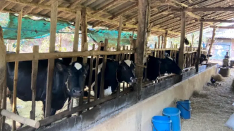 สหกรณ์โคนมแม่ออนวอนรัฐช่วยด่วน หลังเอกชนค้างจ่าย 70 ล้าน