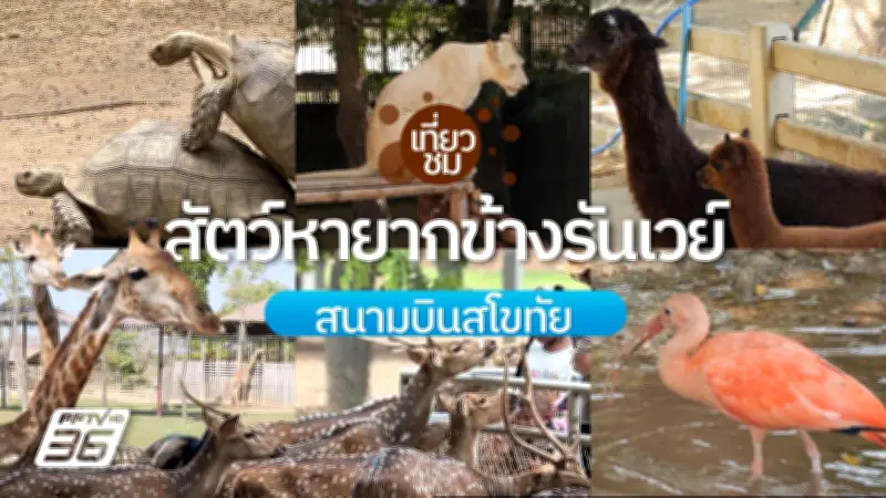 เที่ยวไทย: ลงเครื่องปุ๊บ เที่ยวปั๊บ ชมสัตว์หายากที่สวนสัตว์สนามบินสุโขทัย