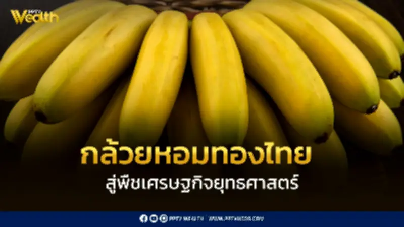 เกษตรฯ ดันกล้วยหอมทองไทยสู่พืชเศรษฐกิจยุทธศาสตร์ ใช้นวัตกรรมลดต้นทุน