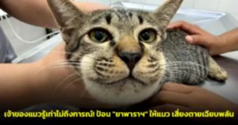 เปิดนโยบายต่างประเทศฮาวาย สานสัมพันธ์ไทย-สหรัฐฯ หลังเยือนไทย