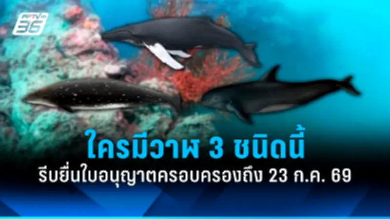 พัทยาเปิดลานกางเต็นท์ฟรีรับนักท่องเที่ยวช่วงวันหยุดยาว