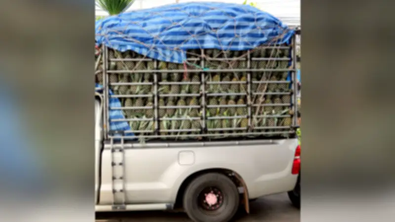 ขนส่งฯ เตือนดัดแปลงกระบะผิดกฎหมาย เสี่ยงอันตราย