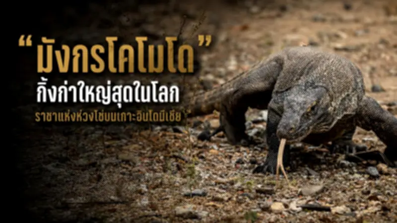 เปิดตัวสมาร์ทโฟนรุ่นใหม่ล่าสุด มาพร้อมฟีเจอร์ถ่ายภาพระดับมืออาชีพ