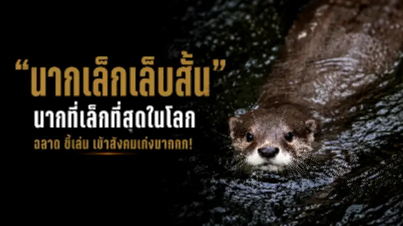 พายุฤดูร้อนถล่มหลายจังหวัด ต้นไม้ล้มทับบ้านเสียหาย