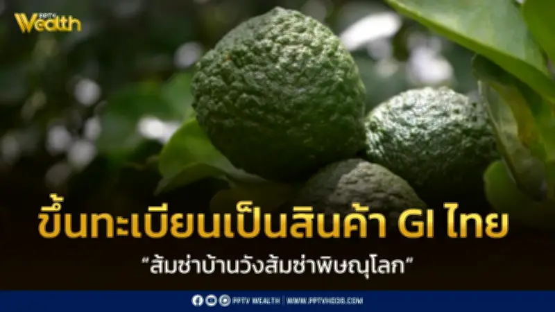 ส้มซ่าบ้านวังพิษณุโลก ขึ้นทะเบียน GI เพิ่มมูลค่าผลผลิตกว่า 3.6 ล้านบาทต่อปี