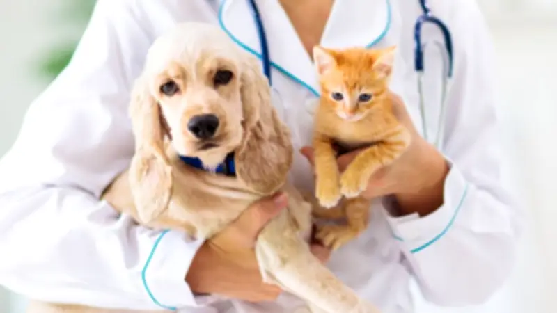 Pet Economy ไทยยุคใหม่ ดูแลสัตว์เลี้ยงถึงระดับเซลล์ ลงทุนเพื่อชีวิตระยะยาว