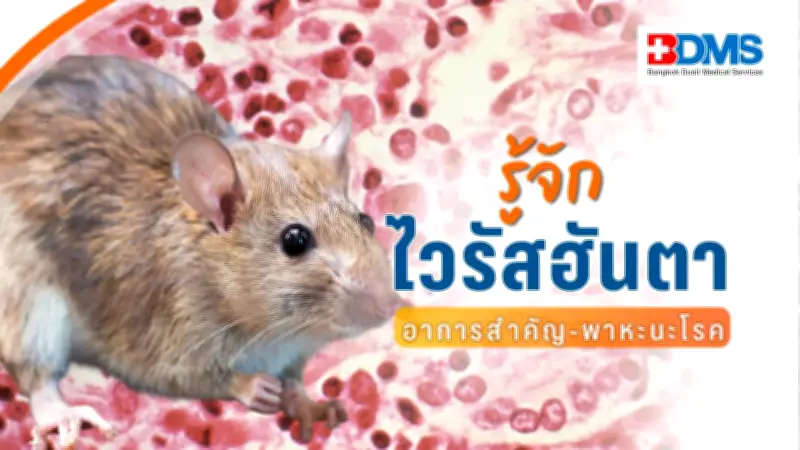 รู้จักไวรัสฮันตา เชื้อรุนแรงจากหนู หลัง WHO จับตาเสียชีวิตบนเรือสำราญ