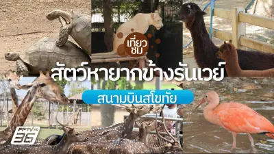 เที่ยวไทย: ลงเครื่องปุ๊บ เที่ยวปั๊บ ชมสัตว์หายากที่สวนสัตว์สนามบินสุโขทัย