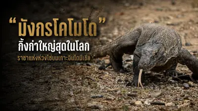 เปิดตัวสมาร์ทโฟนรุ่นใหม่ล่าสุด มาพร้อมฟีเจอร์ถ่ายภาพระดับมืออาชีพ