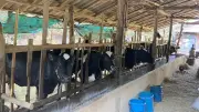 สหกรณ์โคนมแม่ออนวอนรัฐช่วยด่วน หลังเอกชนค้างจ่าย 70 ล้าน