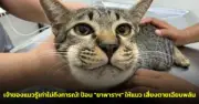 เปิดนโยบายต่างประเทศฮาวาย สานสัมพันธ์ไทย-สหรัฐฯ หลังเยือนไทย
