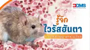 รู้จักไวรัสฮันตา เชื้อรุนแรงจากหนู หลัง WHO จับตาเสียชีวิตบนเรือสำราญ