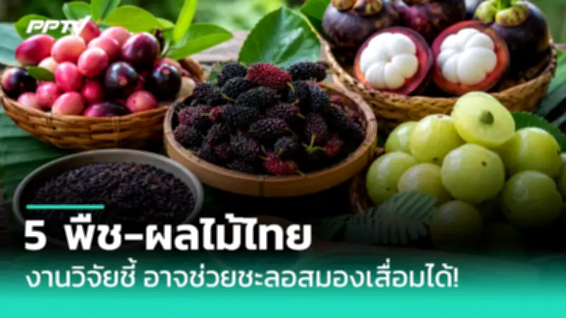 กัญชาทางการแพทย์: ไฟเขียวใช้เพื่อรักษาโรค 17 ชนิด