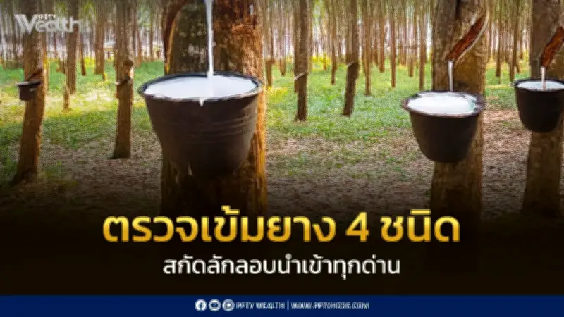 กระทรวงเกษตรฯ ปรับมาตรการคุมยางใหม่ เน้นตรวจเข้ม 4 กลุ่มเสี่ยงสูง ปิดช่องโหว่ยางเถื่อน