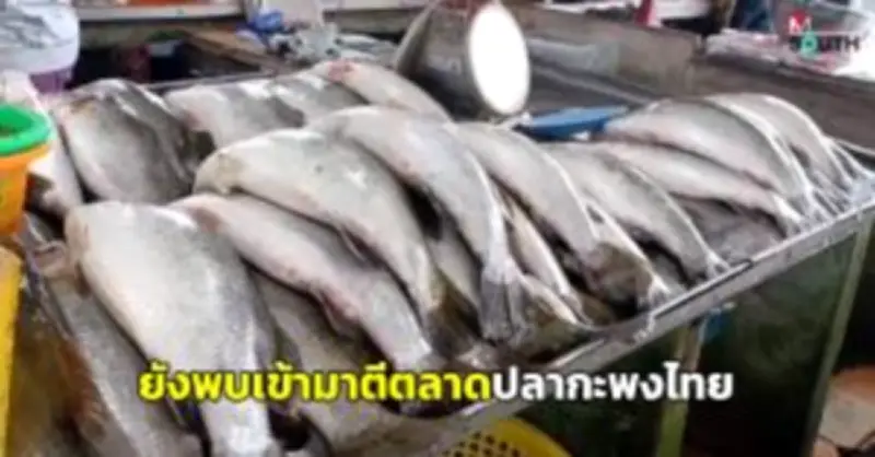 พัทลุงเร่งช่วยเหลือผู้ประสบภัยน้ำท่วม หลังฝนตกหนักต่อเนื่อง