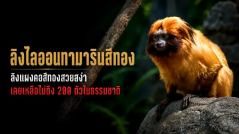 ไลฟ์สไตล์คนรุ่นใหม่หันมาใช้จ่ายแบบไร้เงินสดเพิ่มขึ้น
