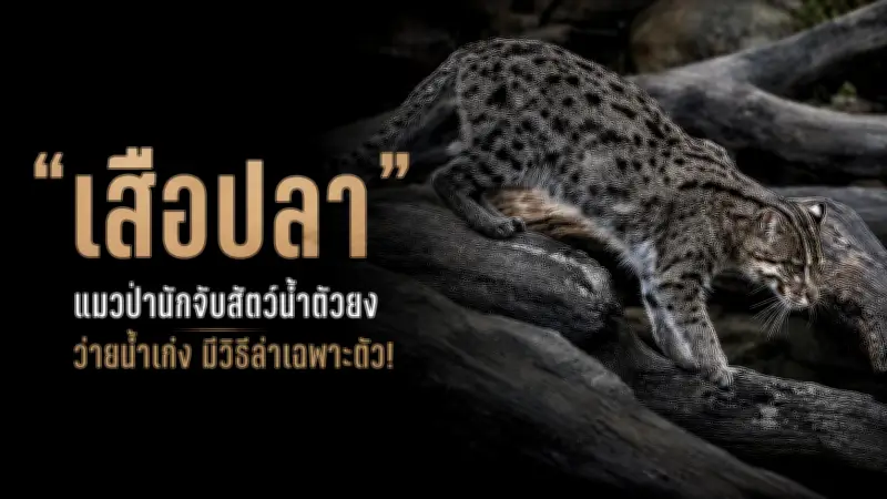 เปิดตัว iPhone 16e สมาร์ทโฟนราคาประหยัดรุ่นใหม่ล่าสุด