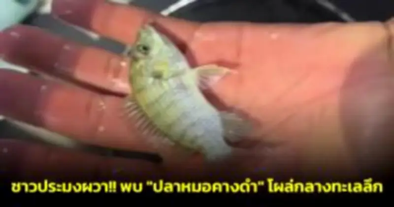 โจรโซ่คล้องคอหนุ่มใหญ่กลางโคราช ใช้ปืนจี้ขโมยสร้อยทองหนัก 2 บาท