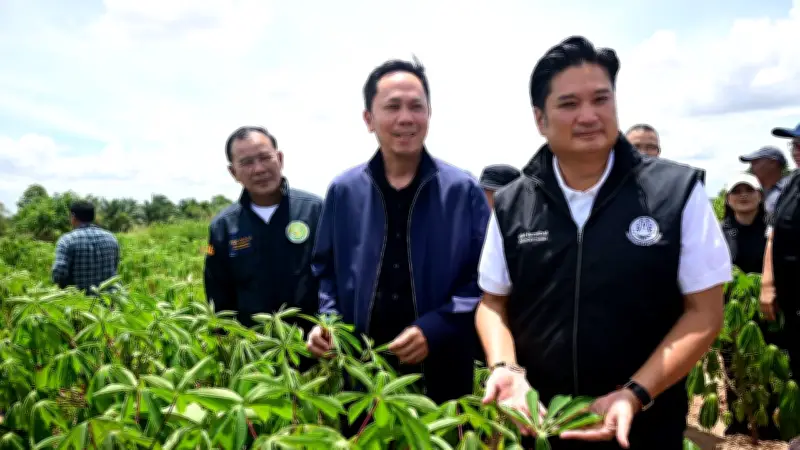 สรวุฒิลงโคราชแก้โรคใบด่างมันสำปะหลัง ชูธนาคารต้นพันธุ์สะอาด