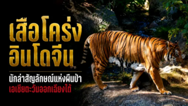สยบม็อบ! รัฐบาลสเปนใช้กฎหมายความมั่นคงห้ามประท้วงกลางกรุงมาดริด