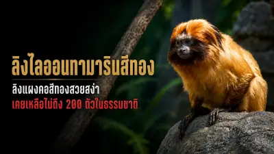 ไลฟ์สไตล์คนรุ่นใหม่หันมาใช้จ่ายแบบไร้เงินสดเพิ่มขึ้น