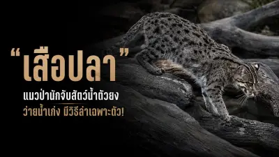เปิดตัว iPhone 16e สมาร์ทโฟนราคาประหยัดรุ่นใหม่ล่าสุด