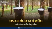 กระทรวงเกษตรฯ ปรับมาตรการคุมยางใหม่ เน้นตรวจเข้ม 4 กลุ่มเสี่ยงสูง ปิดช่องโหว่ยางเถื่อน