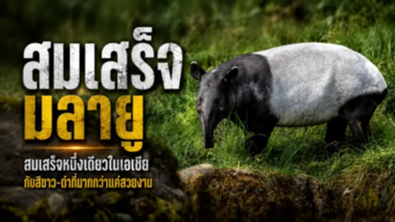สาวกู้ภัยถูกสามีอดีตทหารพรานยิงดับคารถ กลางเมืองยะลา