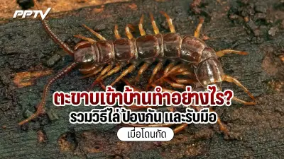 ดร.เจษฎ์ ชี้แจงเหตุผลที่ อ.เจษฎ์ ต้องลาออกจากมหาวิทยาลัย