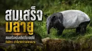 สาวกู้ภัยถูกสามีอดีตทหารพรานยิงดับคารถ กลางเมืองยะลา